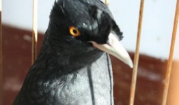 八哥说话视频,视频揭秘其妙语连珠的瞬间