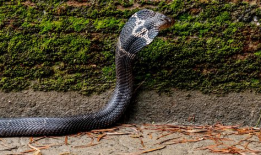 眼镜蛇视频,揭秘神秘毒蛇的生存智慧与致命一击